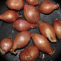 Fried Shallots:   - Ty Segall [VINYL]