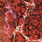 Beyondless - Iceage [VINYL]