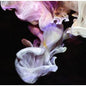 Murmurations:   - Simian Mobile Disco [VINYL]
