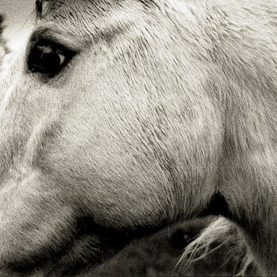 Bonny Light Horseman:   - Bonny Light Horseman [VINYL]